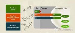 替诺福韦艾拉酚胺(TAF)III期研究结果揭示：96周无耐药，病毒抑制强